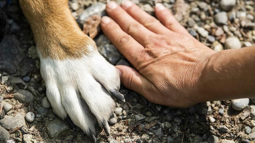 Hund im Paradies, Frauchen in der Hölle