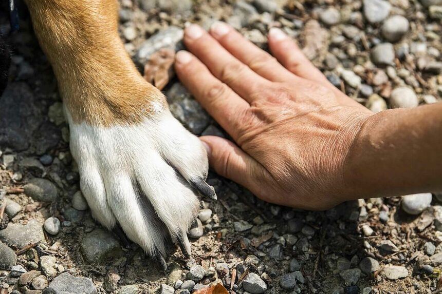 Pfote Hund, Hand Mensch © Bild von giselastillhard auf Pixabay