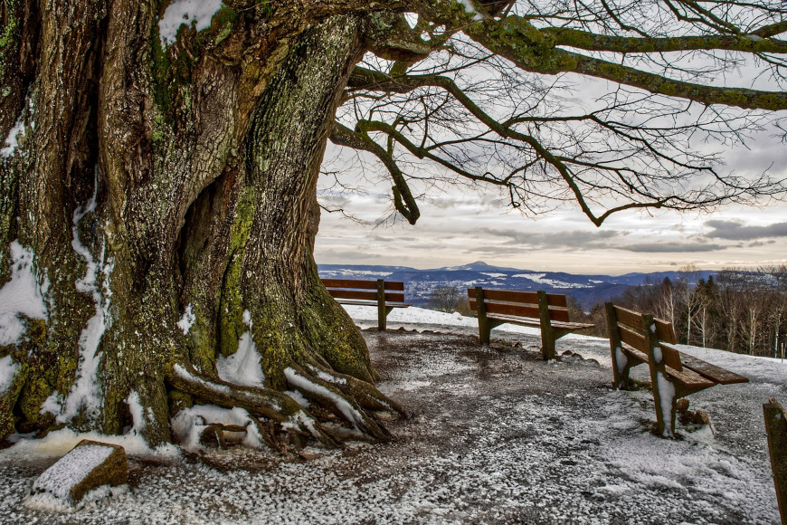 Winter Alter Baum Bänke Pixabay